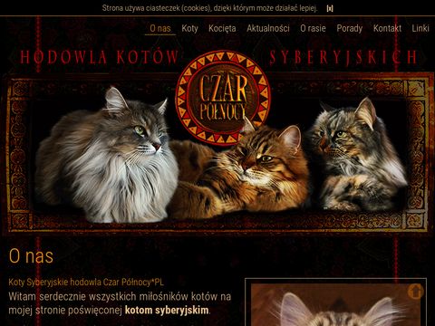 Hodowla kotów syberyjskich CzarPółnocy.PL